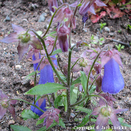 Symphyandra zangezura, kellokki